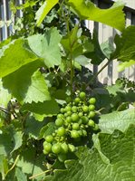 5341 Huckleberry Way, Santa Rosa, CA 95403