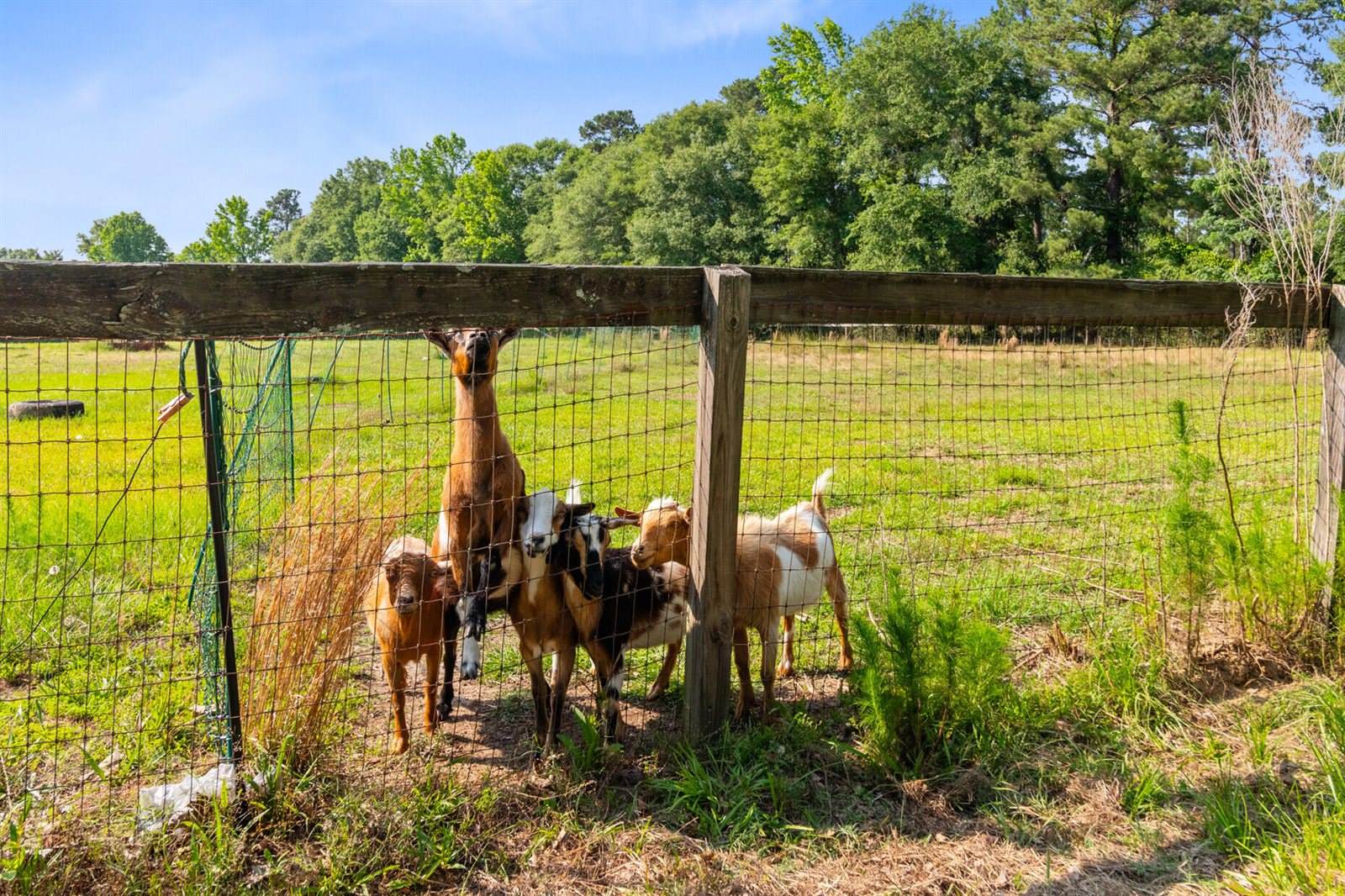 481 Cantey Lane, Camden, SC 29020