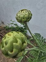 1736 Ensenada Court, Santa Rosa, CA 95401