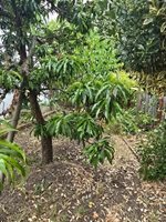 1736 Ensenada Court, Santa Rosa, CA 95401