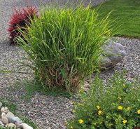 1285 Peppertree Drive, Montrose, CO 81401