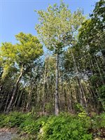 500 Cosgrove Drive, Otis, ME 04605