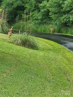 9999 Settlers Trail, Mars Hill, NC 28754