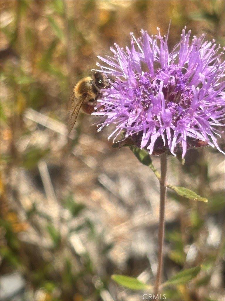 15350 Evergreen Drive, Cobb, CA 95426