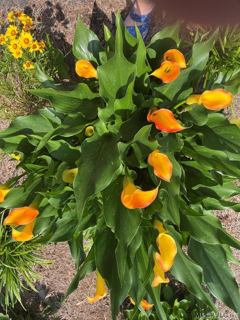 1057 Great Creek Drive, Bracey, VA 23919