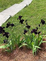 1057 Great Creek Drive, Bracey, VA 23919