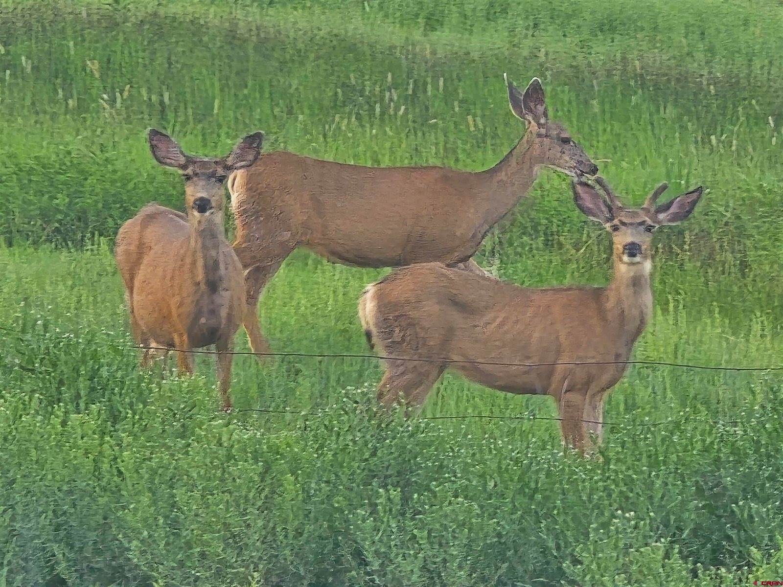 62592 North Star Drive, Montrose, CO 81403