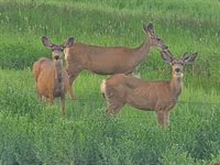 62592 North Star Drive, Montrose, CO 81403