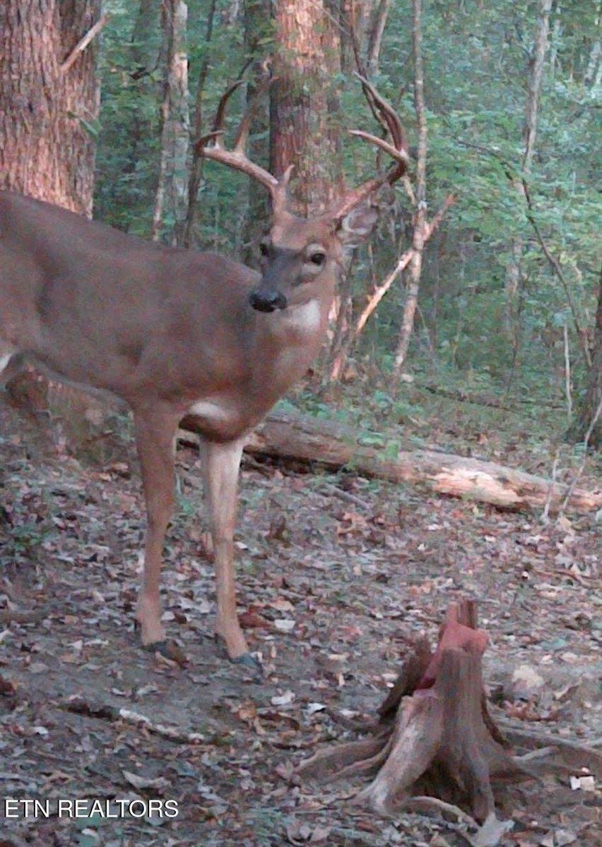 Walkers Church Rd, Bulls Gap, TN 37711