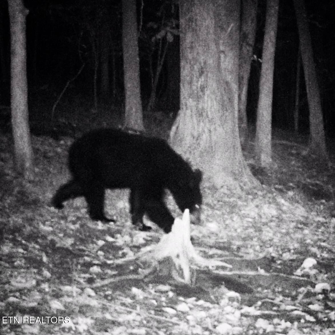 Walkers Church Rd, Bulls Gap, TN 37711