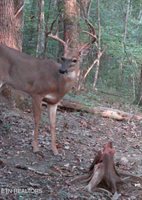 Walkers Church Rd, Bulls Gap, TN 37711