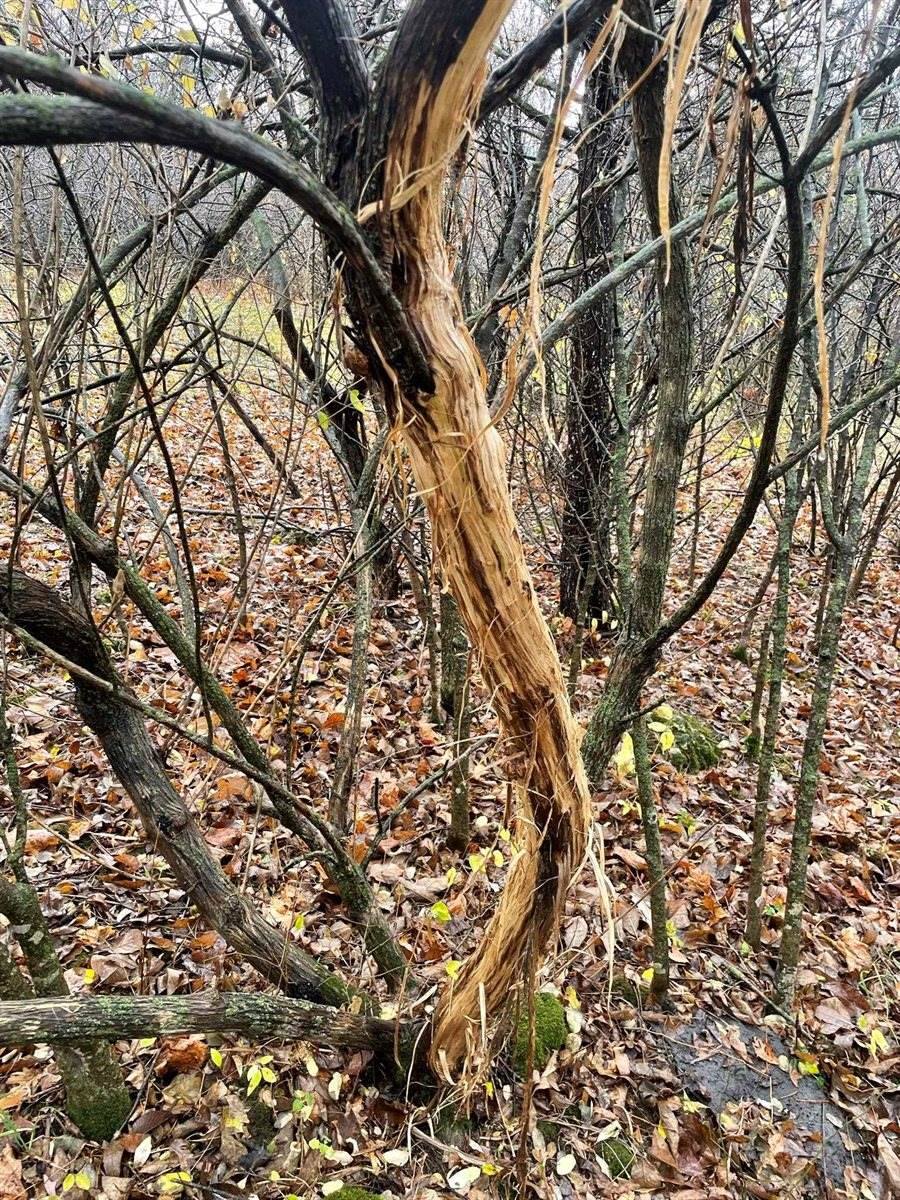 14.66 Acres Sand Hill, Akan, WI 53913