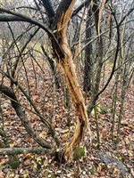 14.66 Acres Sand Hill, Akan, WI 53913