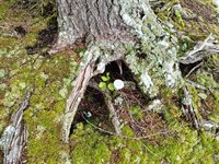 114 East Shore Road, Benedicta Township, ME 04733