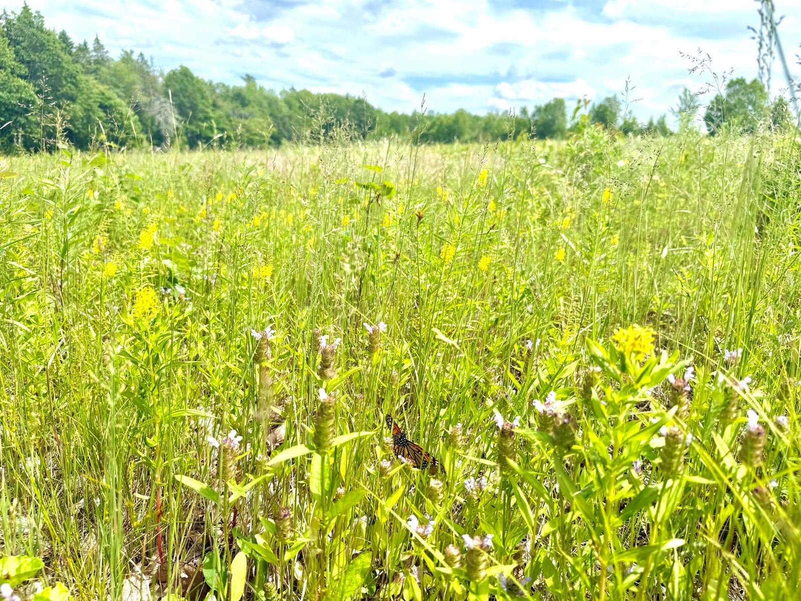 MAP13LOT9 Martins Ridge Road, Franklin, ME 04634