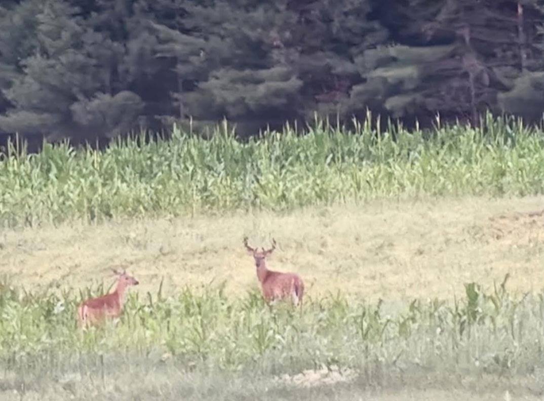 3660 Bentley Road, Custer, WI 54423