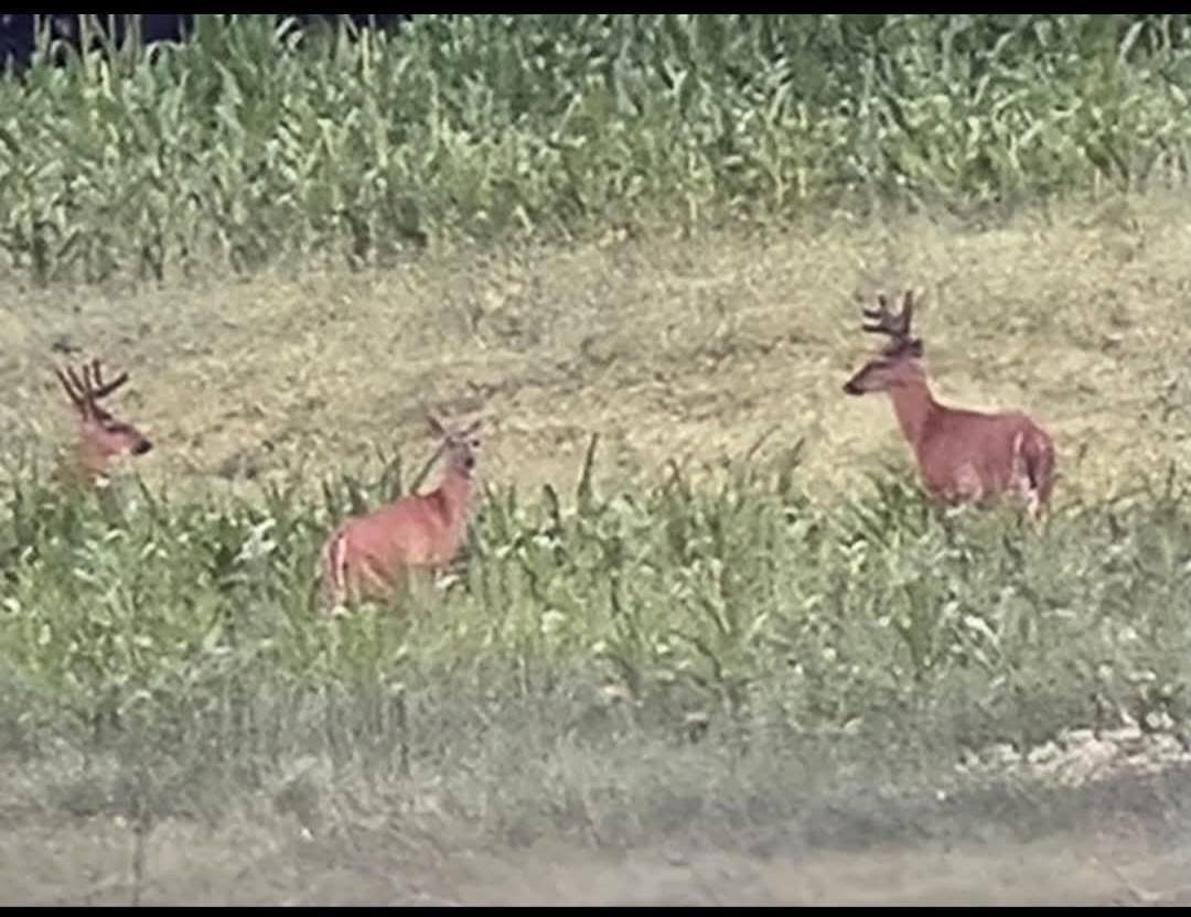 3660 Bentley Road, Custer, WI 54423