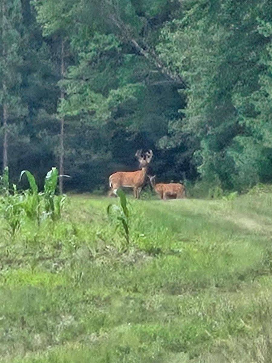 3660 Bentley Road, Custer, WI 54423