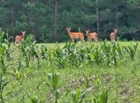 3660 Bentley Road, Custer, WI 54423