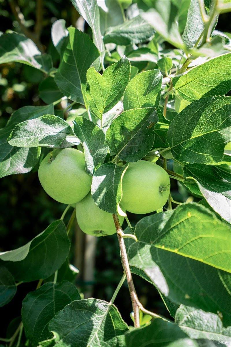 1649 Javore Drive, Santa Rosa, CA 95407