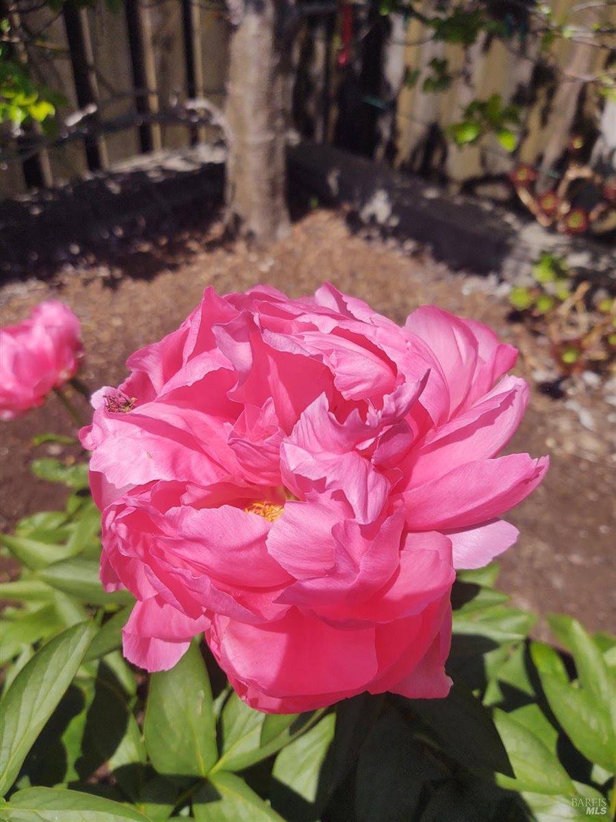 1649 Javore Drive, Santa Rosa, CA 95407