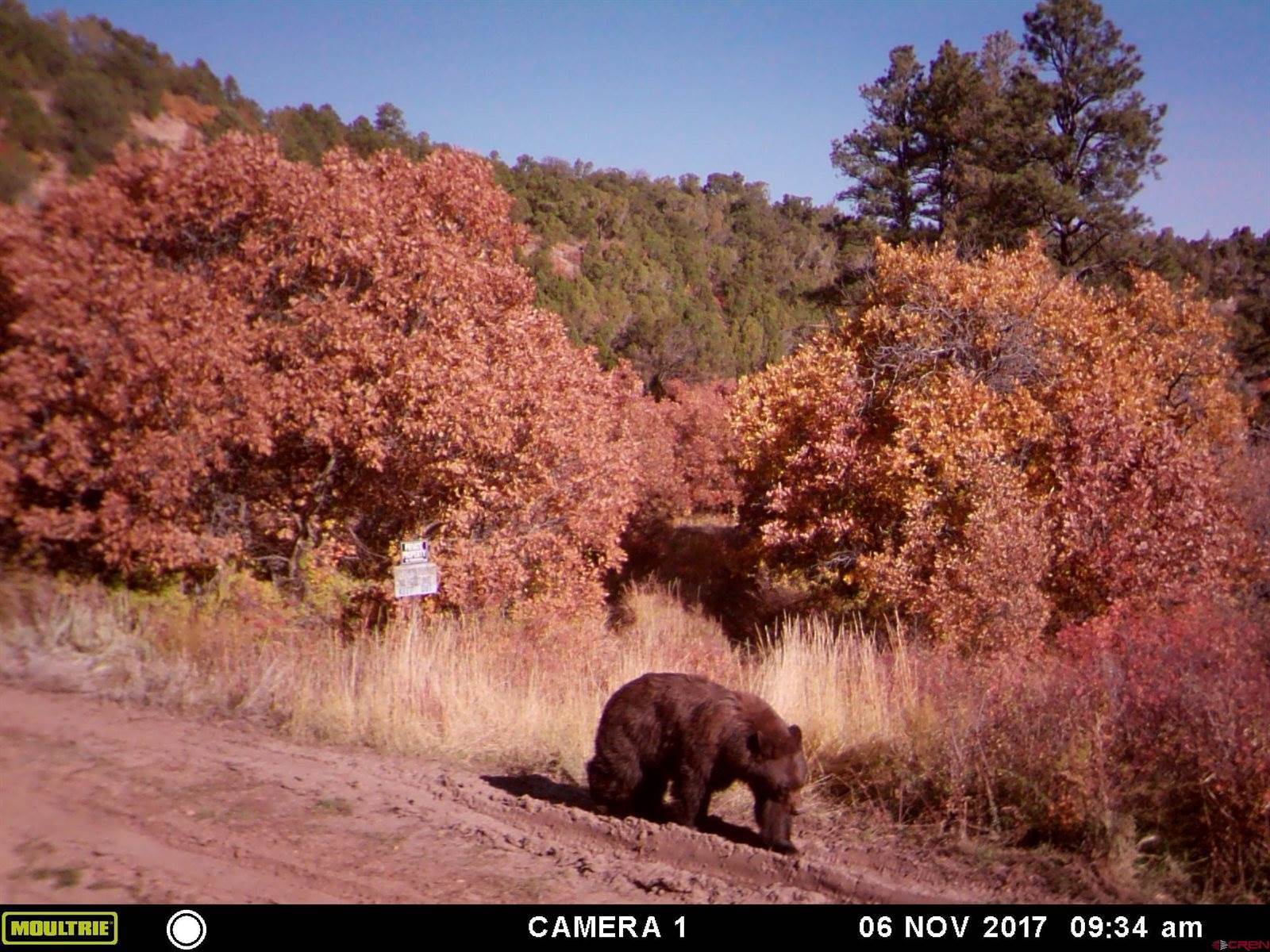 1165 TIMBER RIDGE Road, Montrose, CO 81401