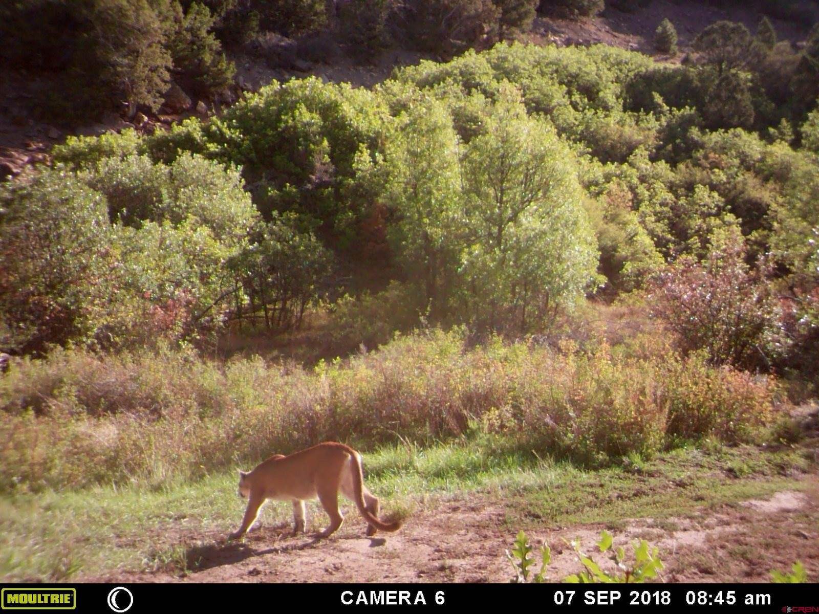 1165 TIMBER RIDGE Road, Montrose, CO 81401