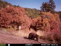 1165 TIMBER RIDGE Road, Montrose, CO 81401