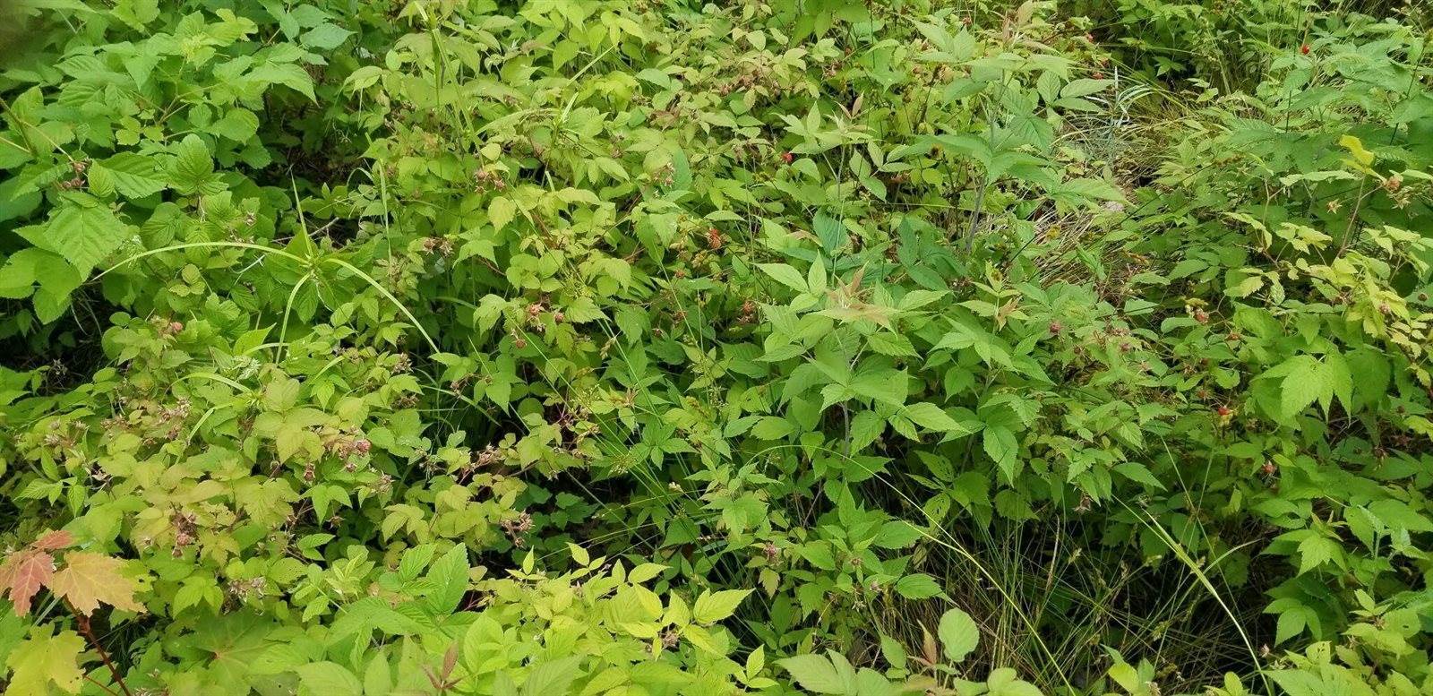 Lot 8 Winter Hill Lane, Monson, ME 04464