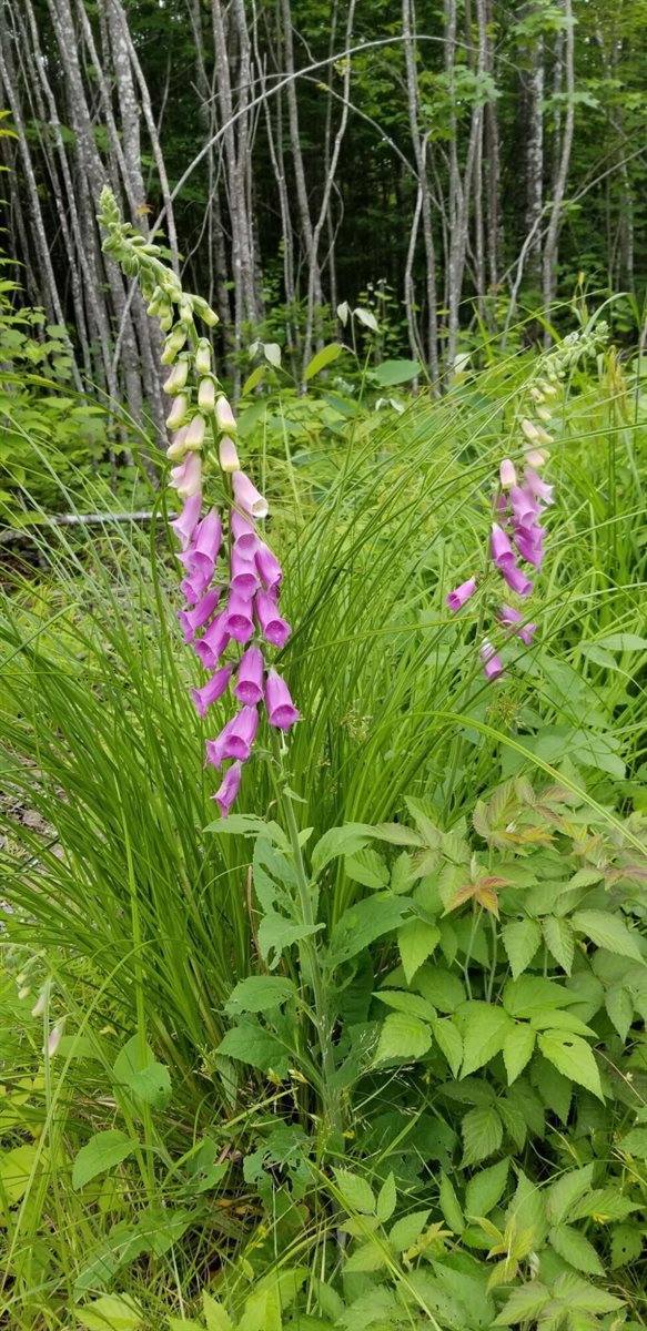 Lot 8 Winter Hill Lane, Monson, ME 04464