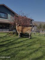 10463 Farm Road 1182, Aurora, MO 65605