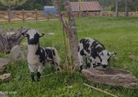 10463 Farm Road 1182, Aurora, MO 65605