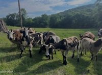 000 Farm Road 1182, Aurora, MO 65605