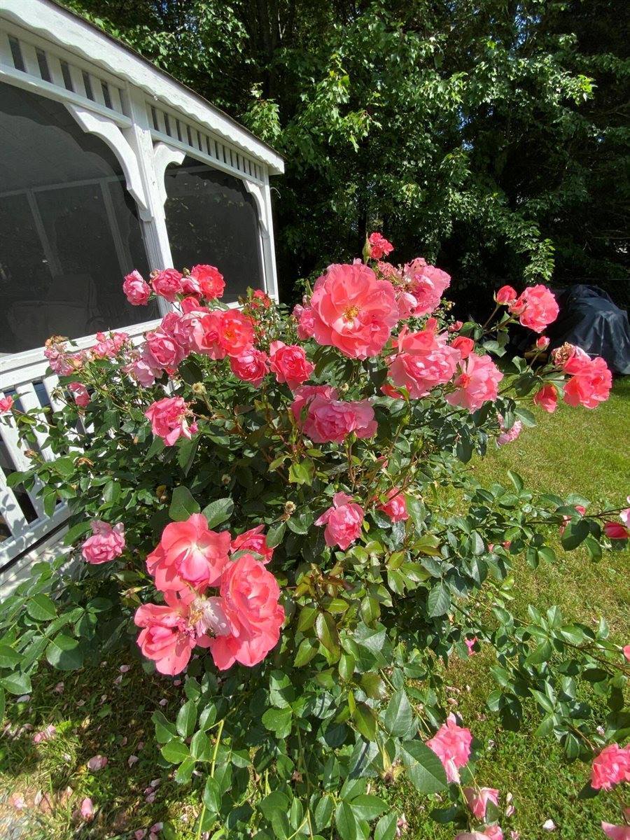 43 Homsted Lane, Hermon, ME 04401