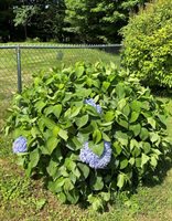 43 Homsted Lane, Hermon, ME 04401