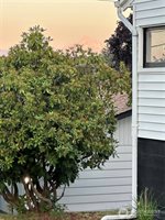 1834 Benton Street NW, Camas, WA 98607