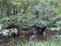 10.88 AC Beech Creek Road, Gloucester County, VA 23061