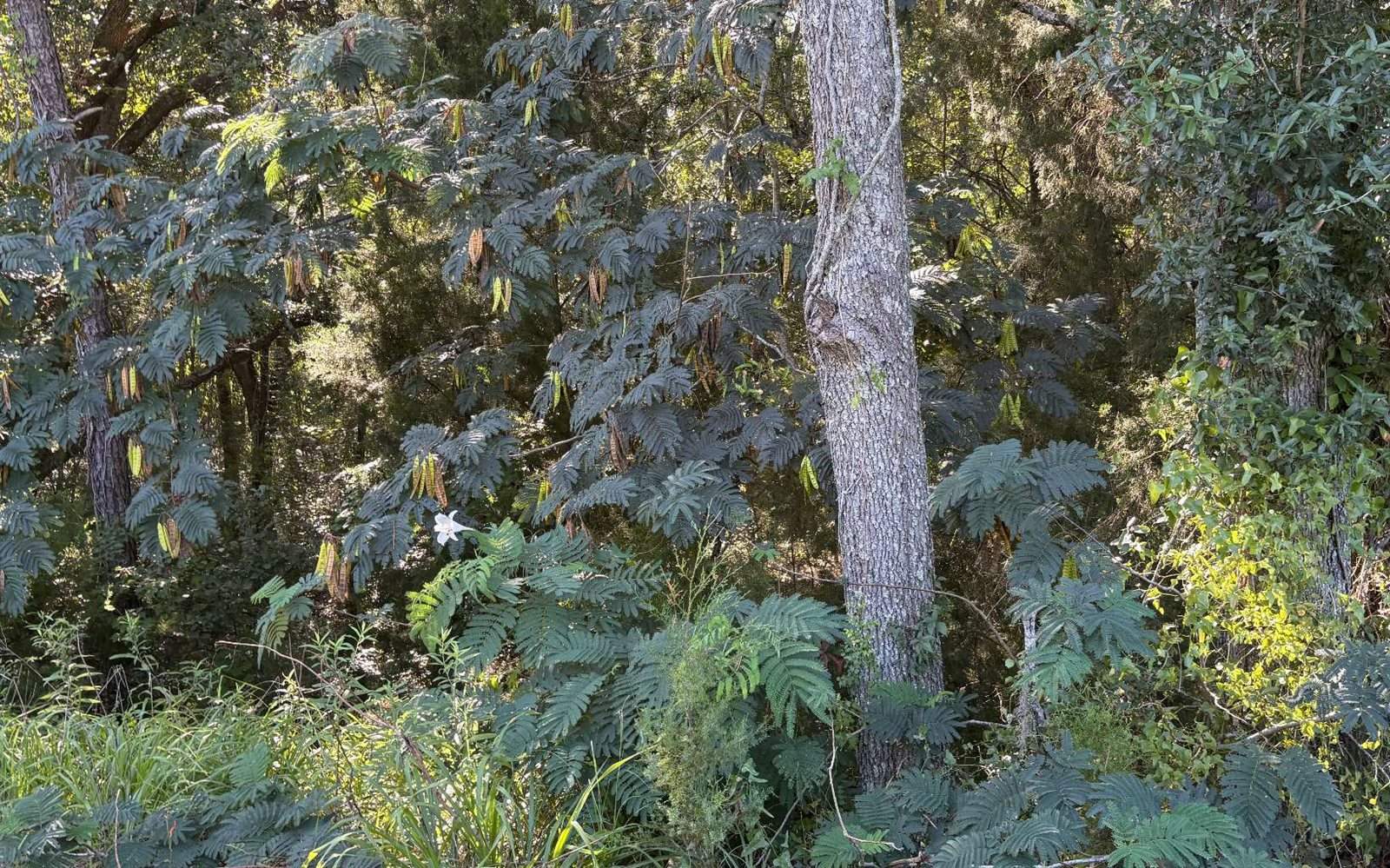 TBD SW Tustenuggee Ave, Lake City, FL 32024