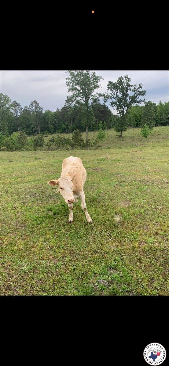 228 PR 1070, Doddridge, AR 71834