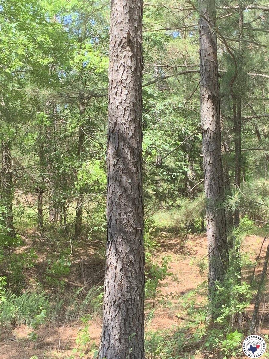 40 Acres PR 1187, Texarkana, AR 71854