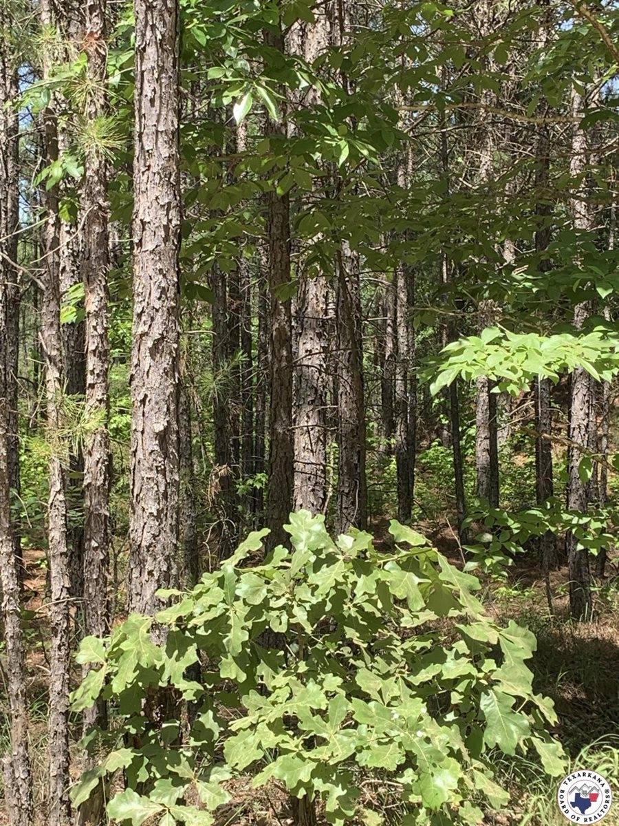 40 Acres PR 1187, Texarkana, AR 71854