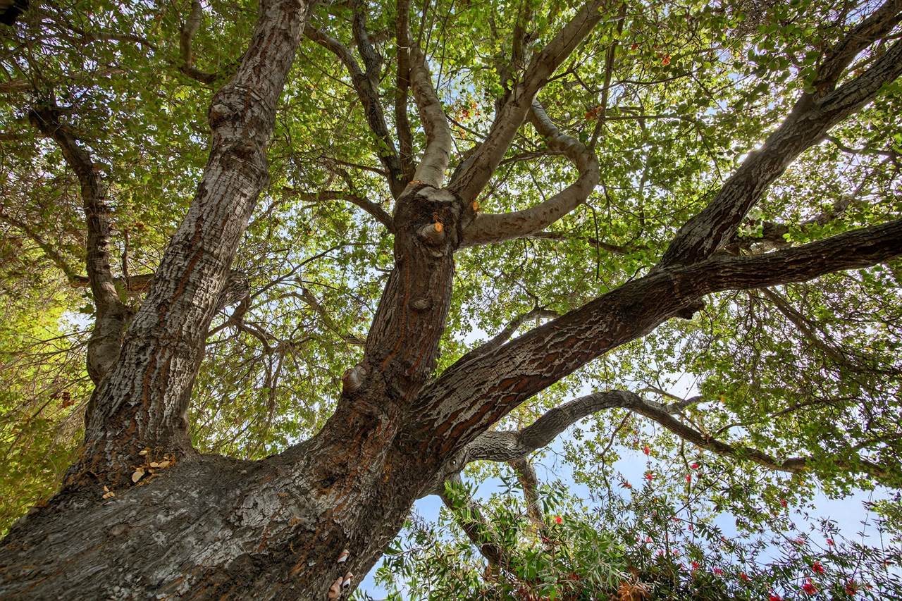 950 Woodland Ave., Ojai, CA 93023