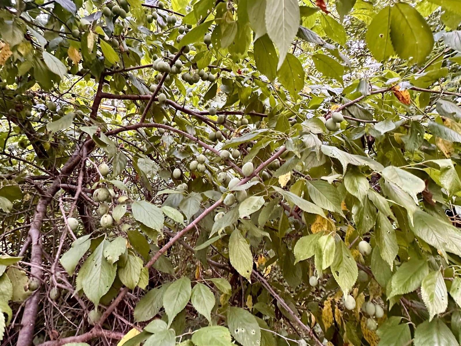 48539 Fyhr Lane, Hinckley, MN 55037