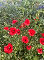 114 Broadway Street, Charlotte, IA 52731