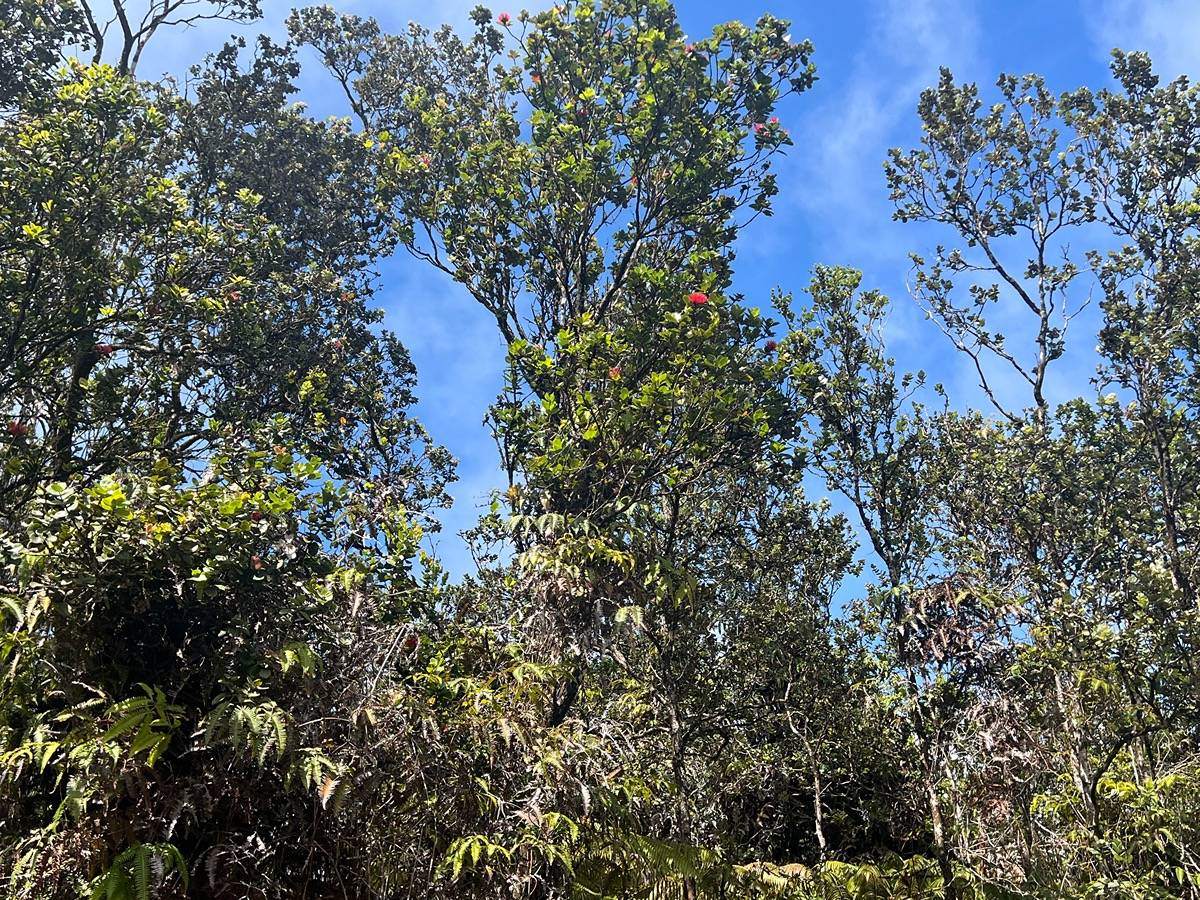 Ala Ohia St, Volcano, HI 96785