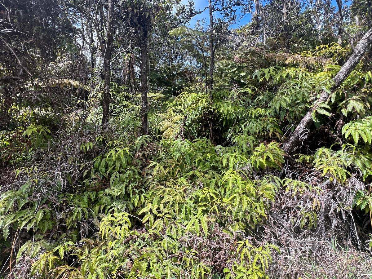 Ala Ohia St, Volcano, HI 96785