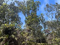 Ala Ohia St, Volcano, HI 96785