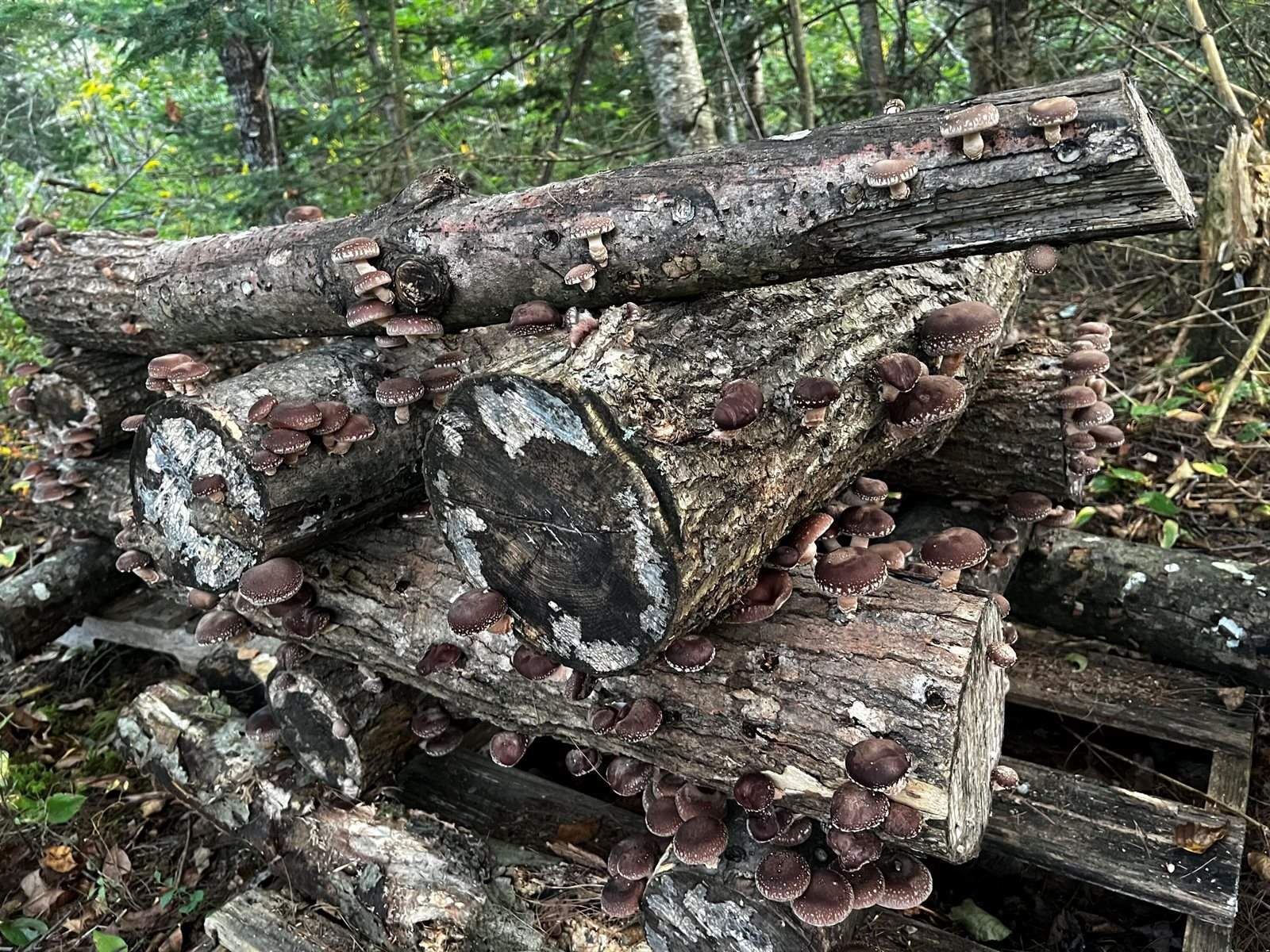 69 Hatch Road, Prospect, ME 04981