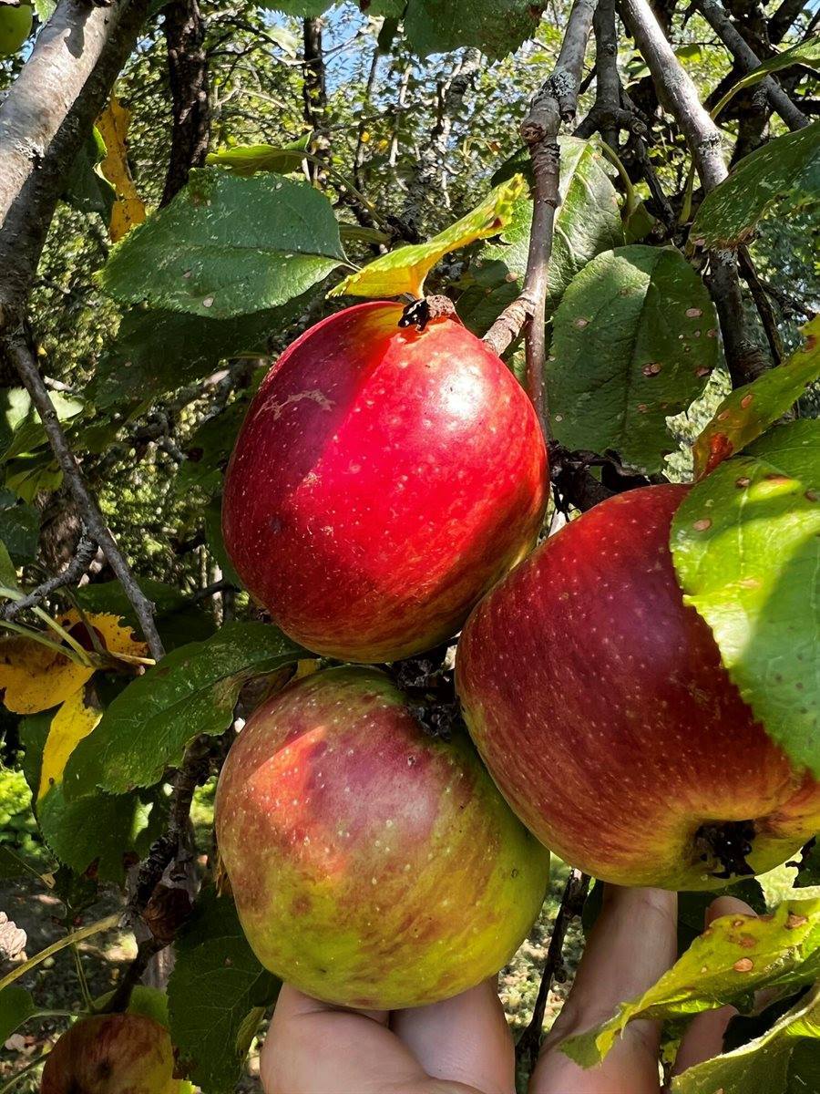 69 Hatch Road, Prospect, ME 04981