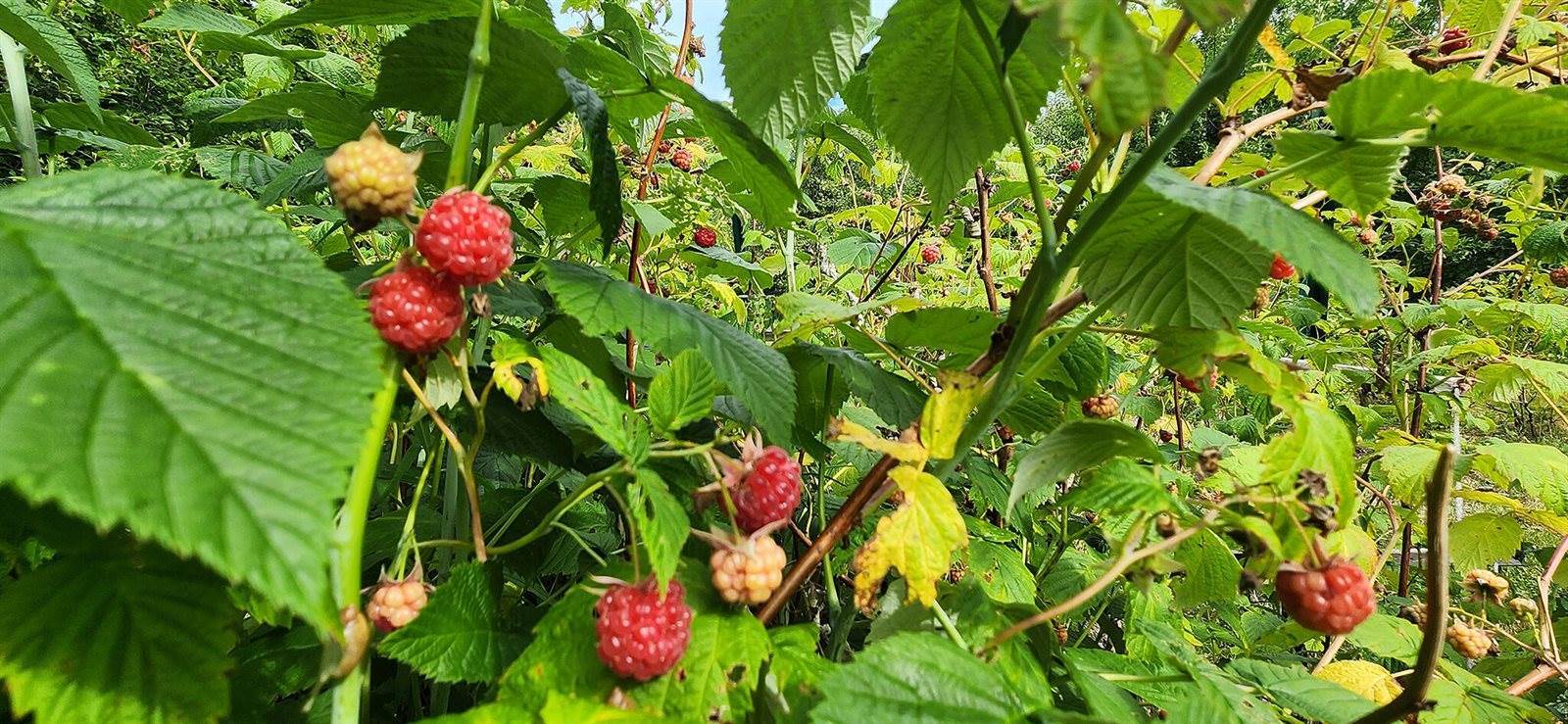 69 Hatch Road, Prospect, ME 04981